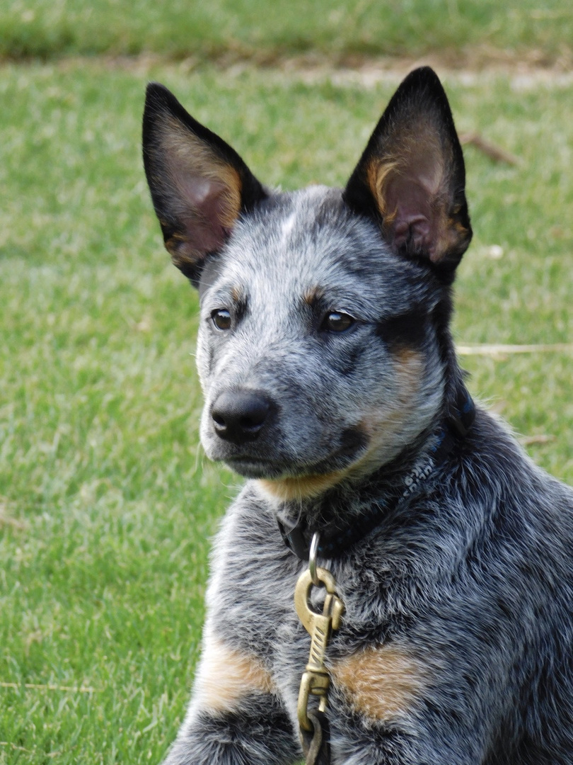 Cattle Dog van Halen von der Siegquelle 3 Monate