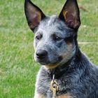 Cattle Dog van Halen von der Siegquelle 3 Monate