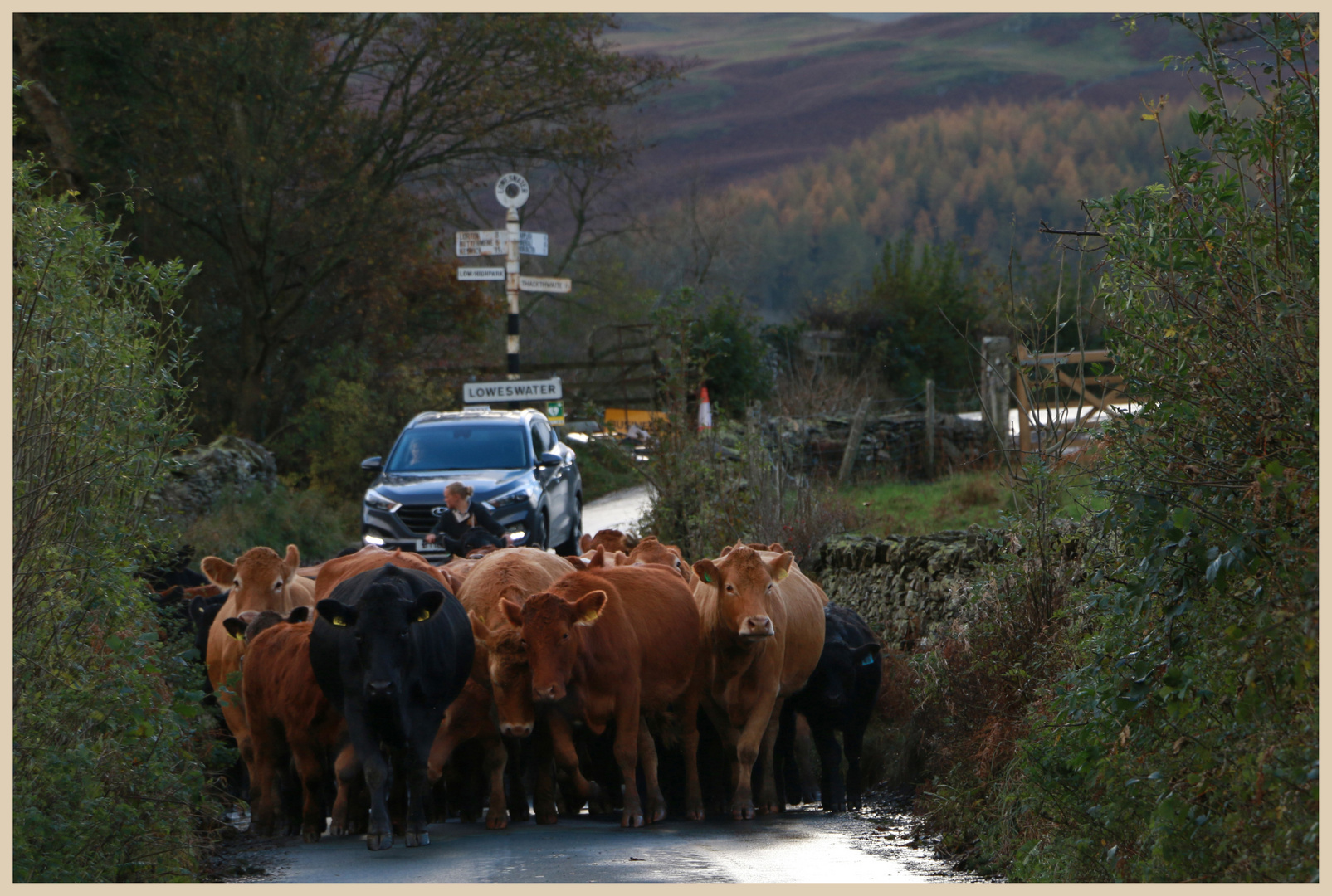 cattle drive at loweswater