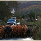 cattle drive at loweswater