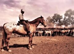 'Cattle Drive' im Staub des Outback