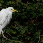 Cattle Egret