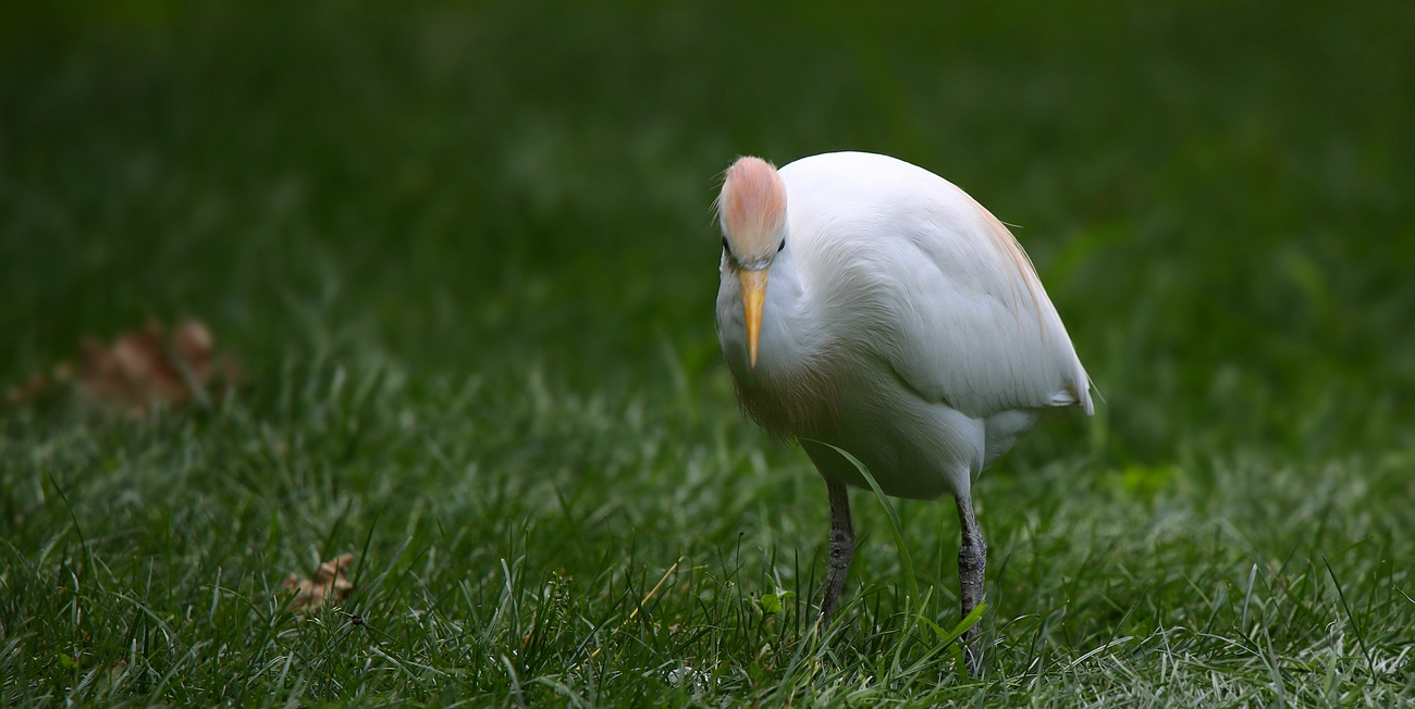 Cattle Egret