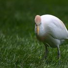 Cattle Egret