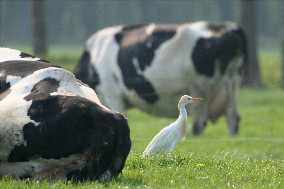 cattle egret