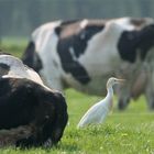 cattle egret