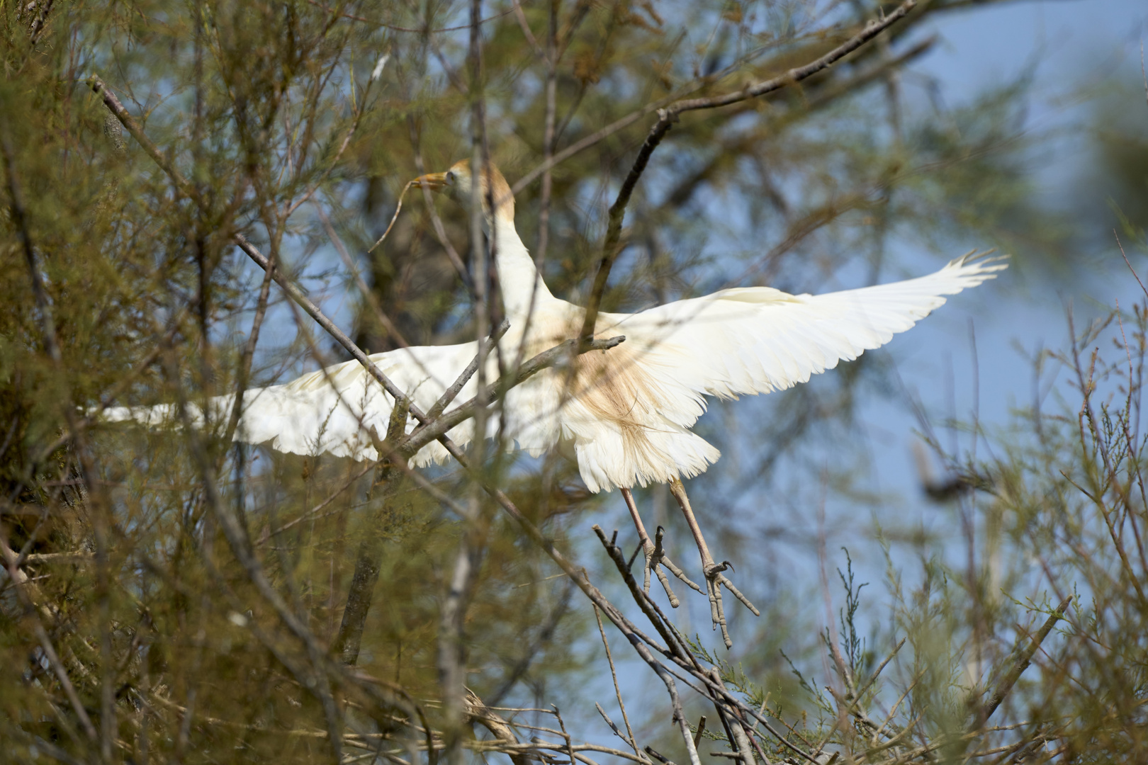 Cattle egret