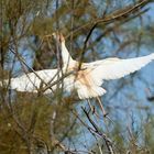 Cattle egret