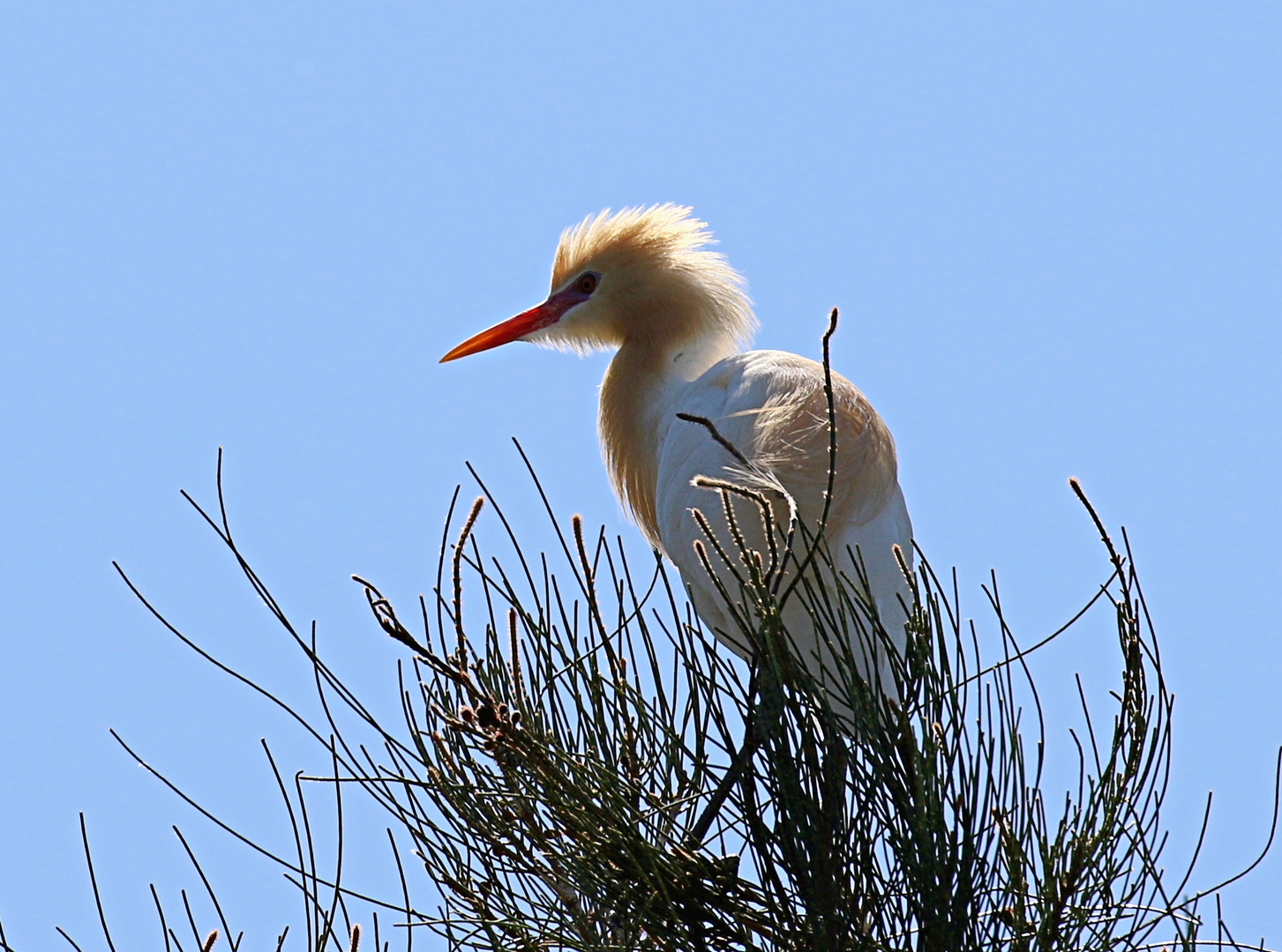 Cattle Egret ...