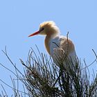 Cattle Egret ...