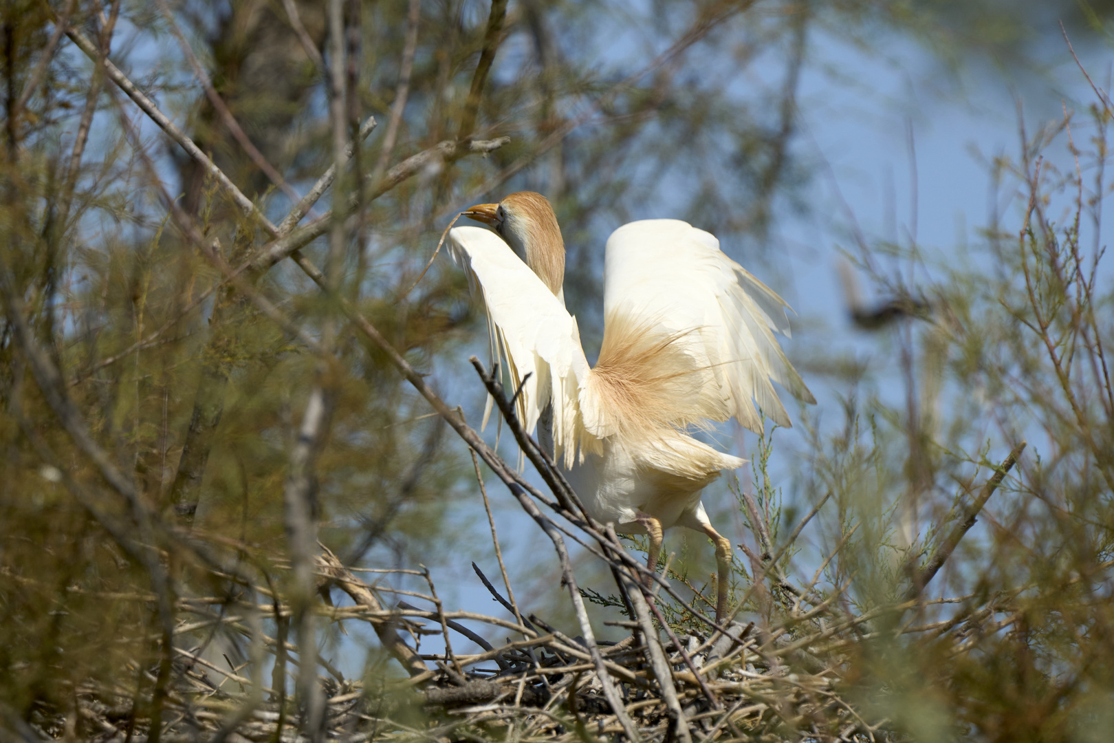 Cattle egret