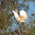 Cattle egret