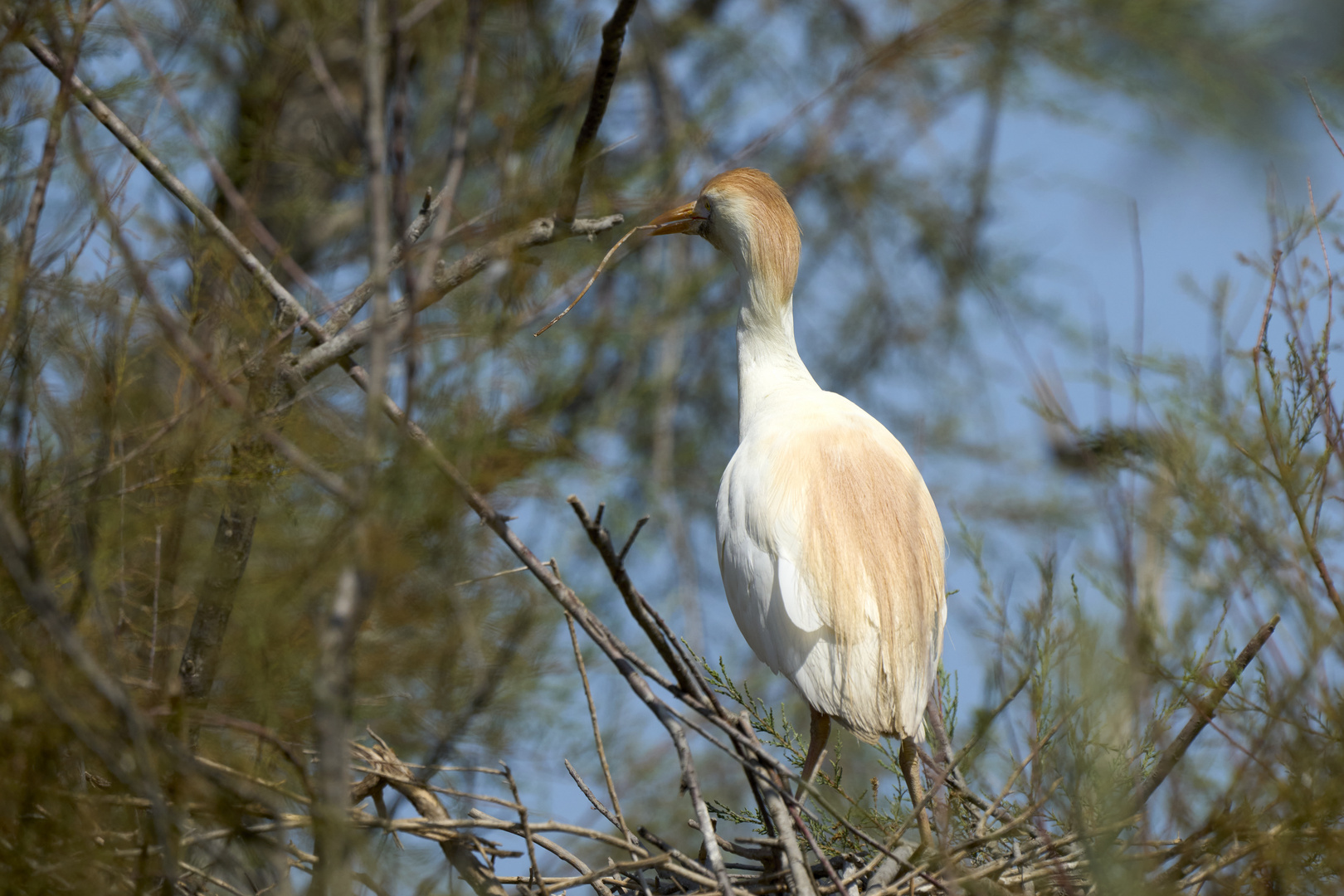 Cattle egret