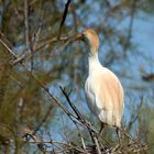 Cattle egret