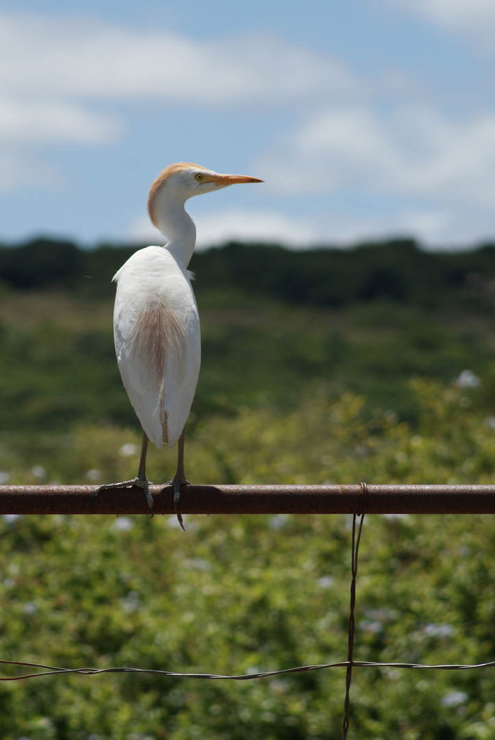 Cattle Egret