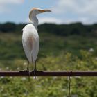 Cattle Egret