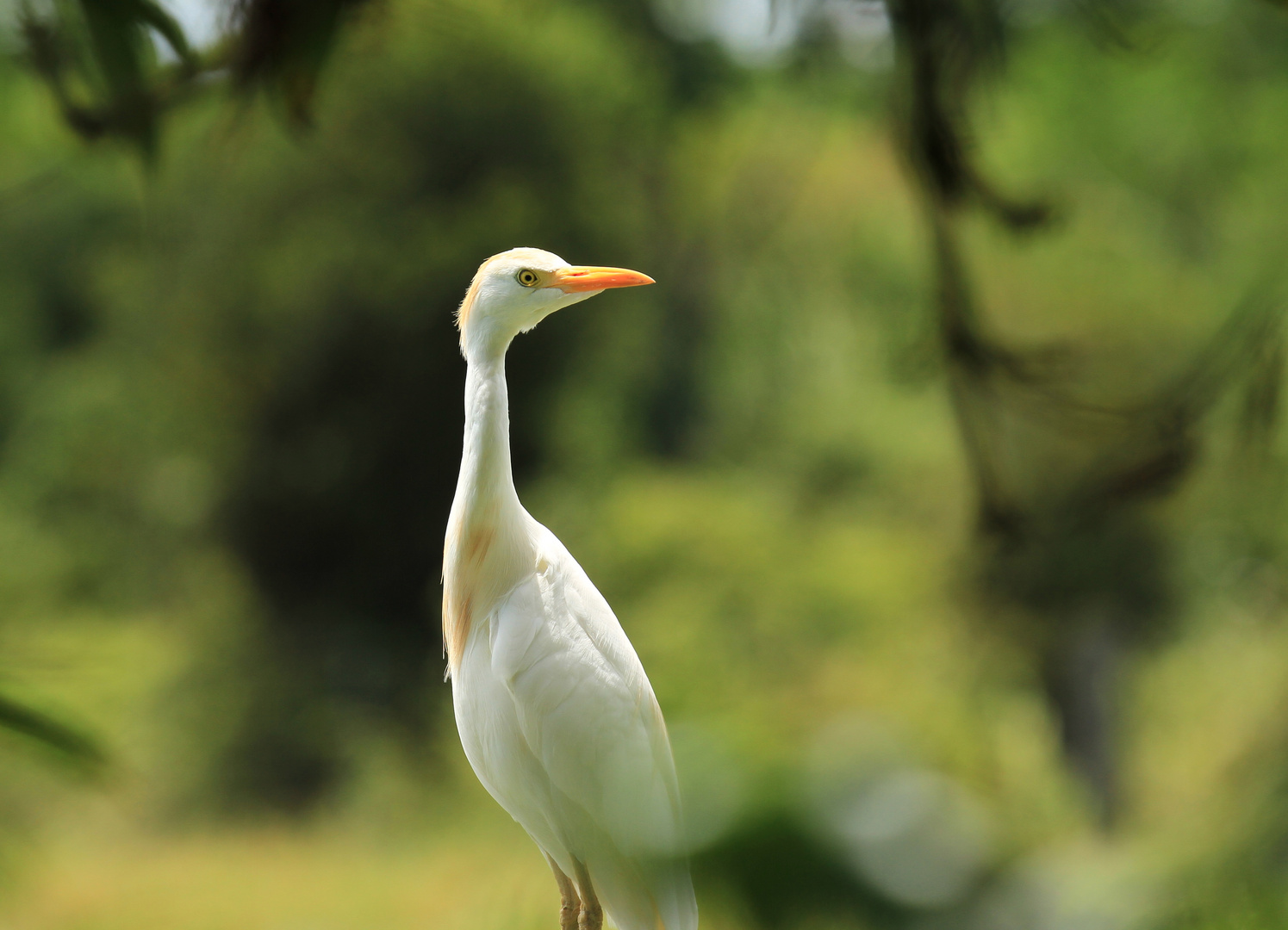 Cattle egret