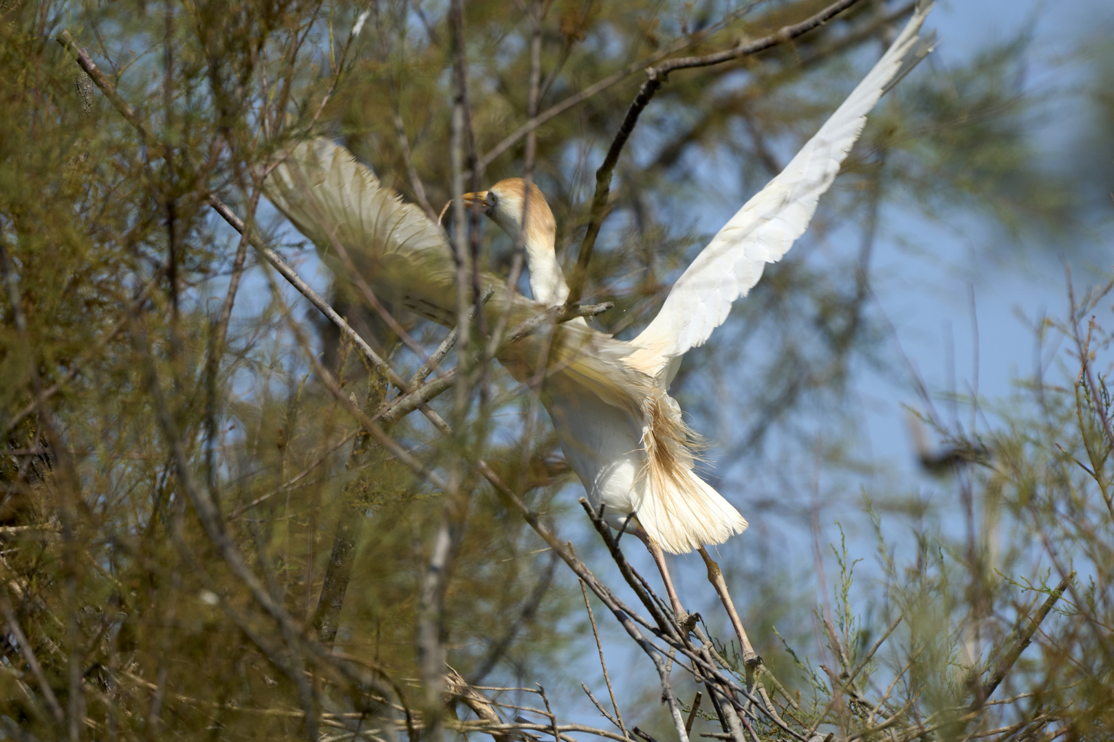 Cattle egret