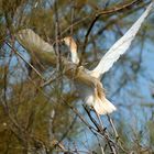Cattle egret