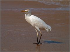 Cattle Egret