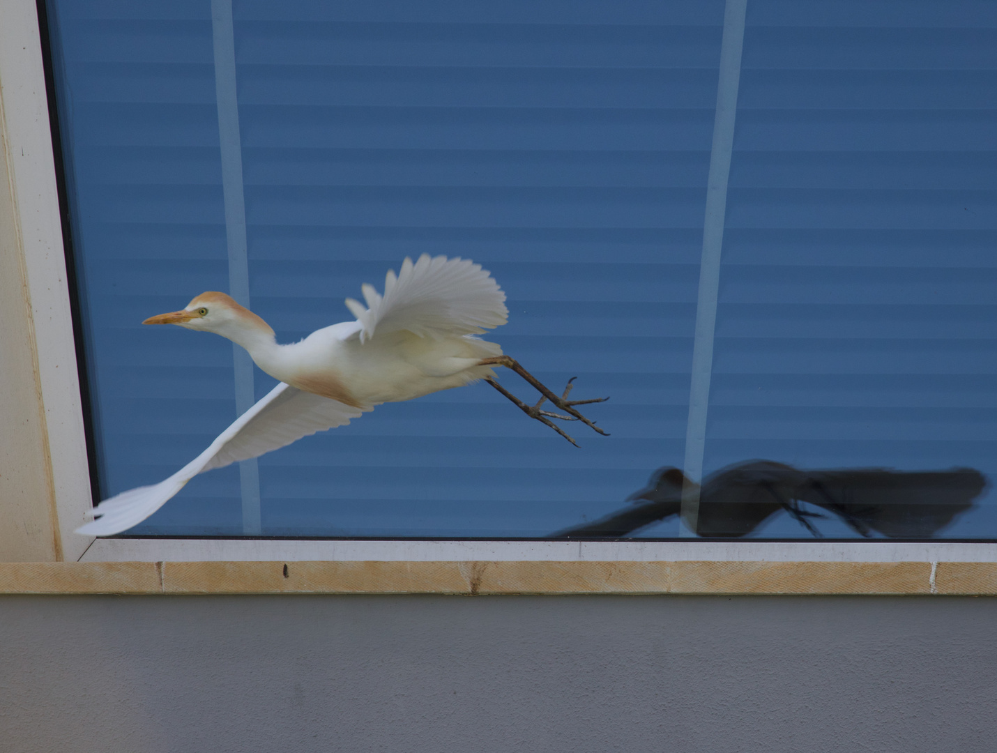 Cattle Egret