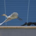 Cattle Egret