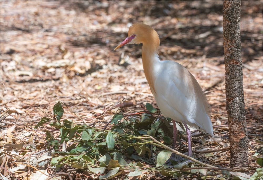 Cattle egret