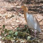 Cattle egret