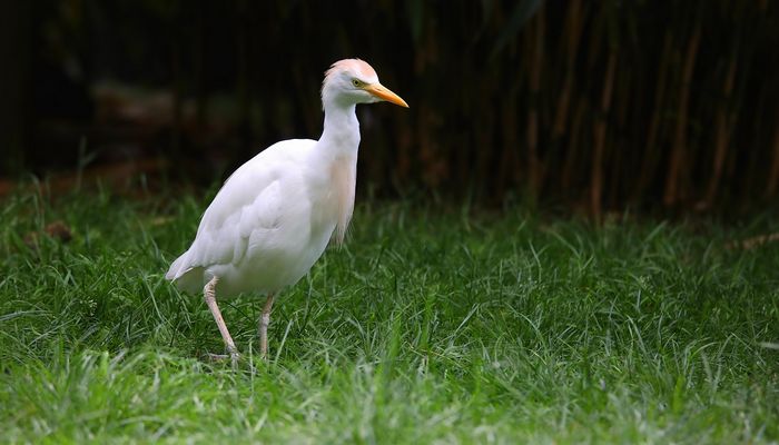Cattle Egret