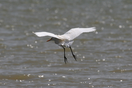 cattle egret