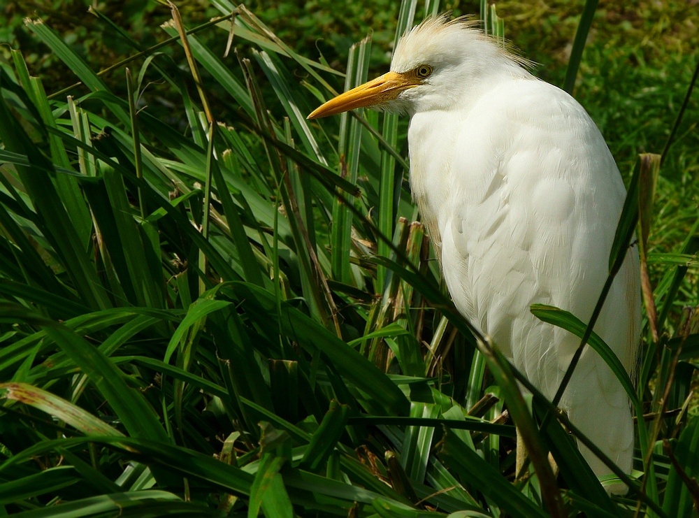 Cattle Egret