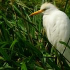 Cattle Egret