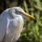 Cattle egret