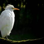 Cattle Egret