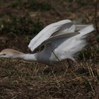 Cattle Egret (Kuhreiher) bereit zur Attacke