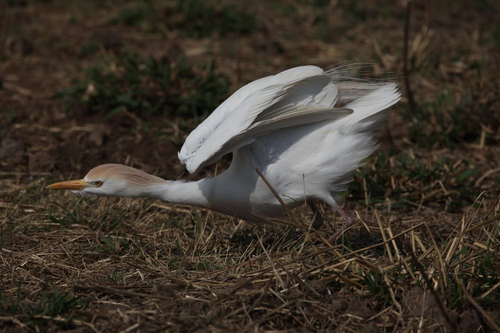 Cattle Egret (Kuhreiher) bereit zur Attacke