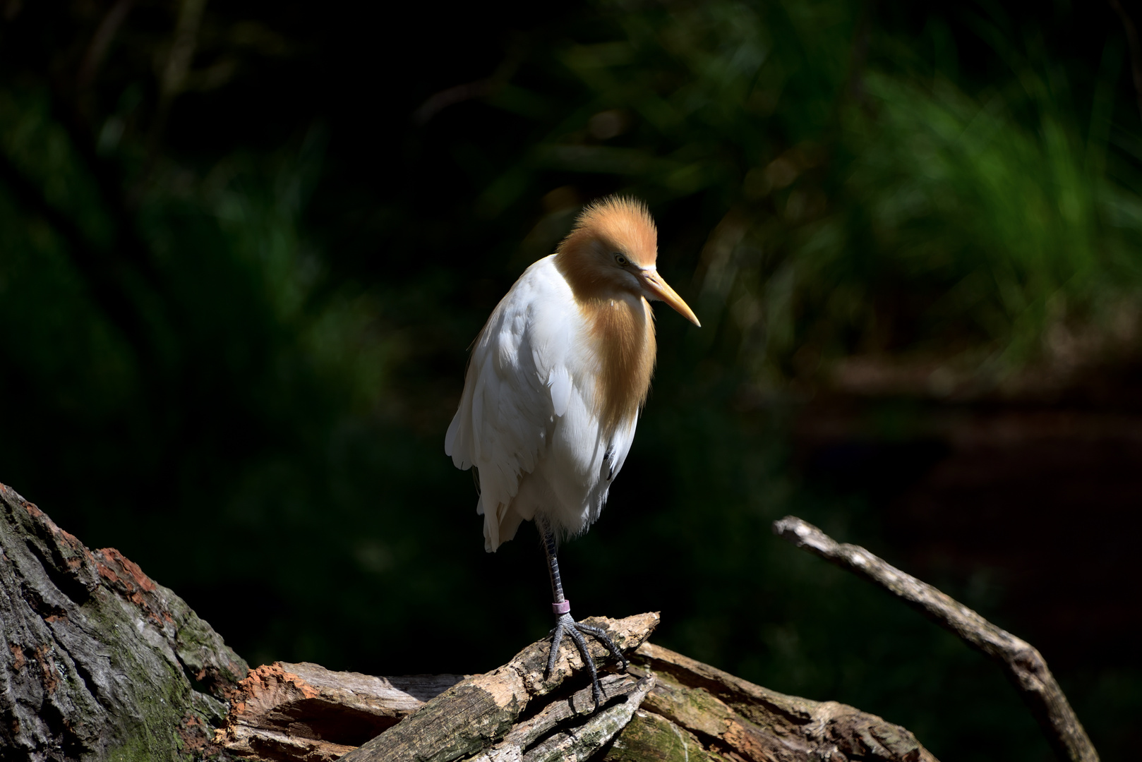 Cattle Egret - Kuhreiher ("Frisur")