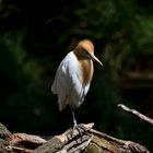 Cattle Egret - Kuhreiher ("Frisur")