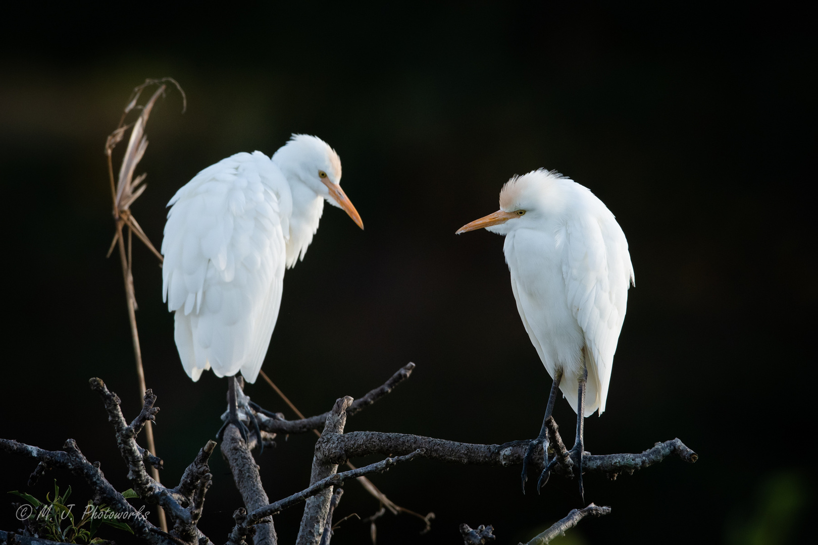 Cattle Egrets