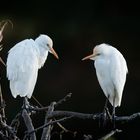 Cattle Egrets