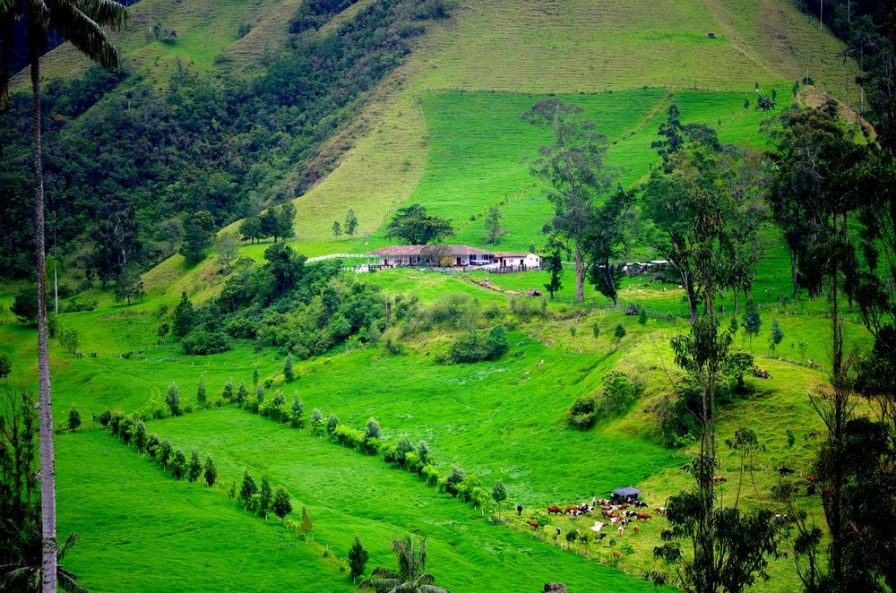 Cattle farm in the Andes