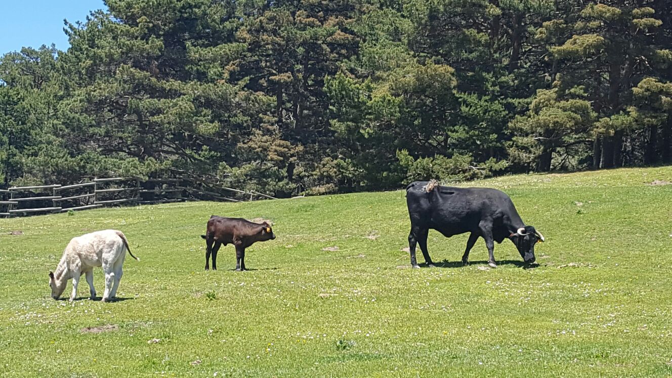 Cattle grazing 