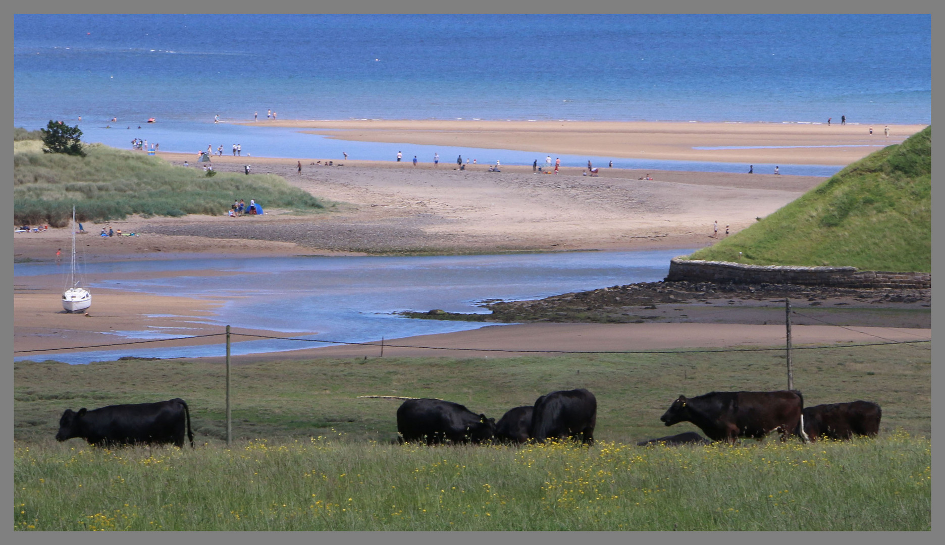 cattle grazing near alnmouth 3