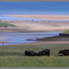 cattle grazing near alnmouth 3