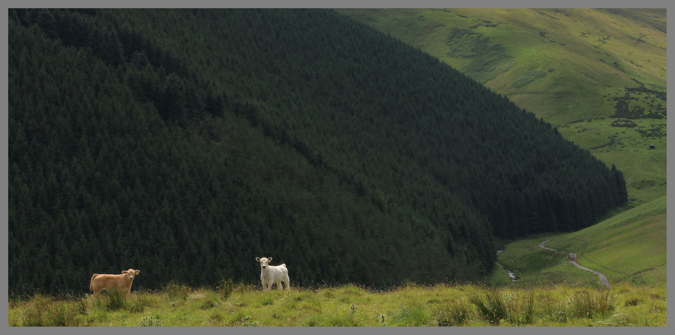 cattle in front of carshope plantation Cheviot Hills Northumberland