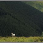 cattle in front of carshope plantation Cheviot Hills Northumberland