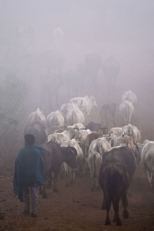 Cattle in the mist