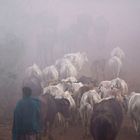 Cattle in the mist