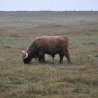 cattle in the pasture