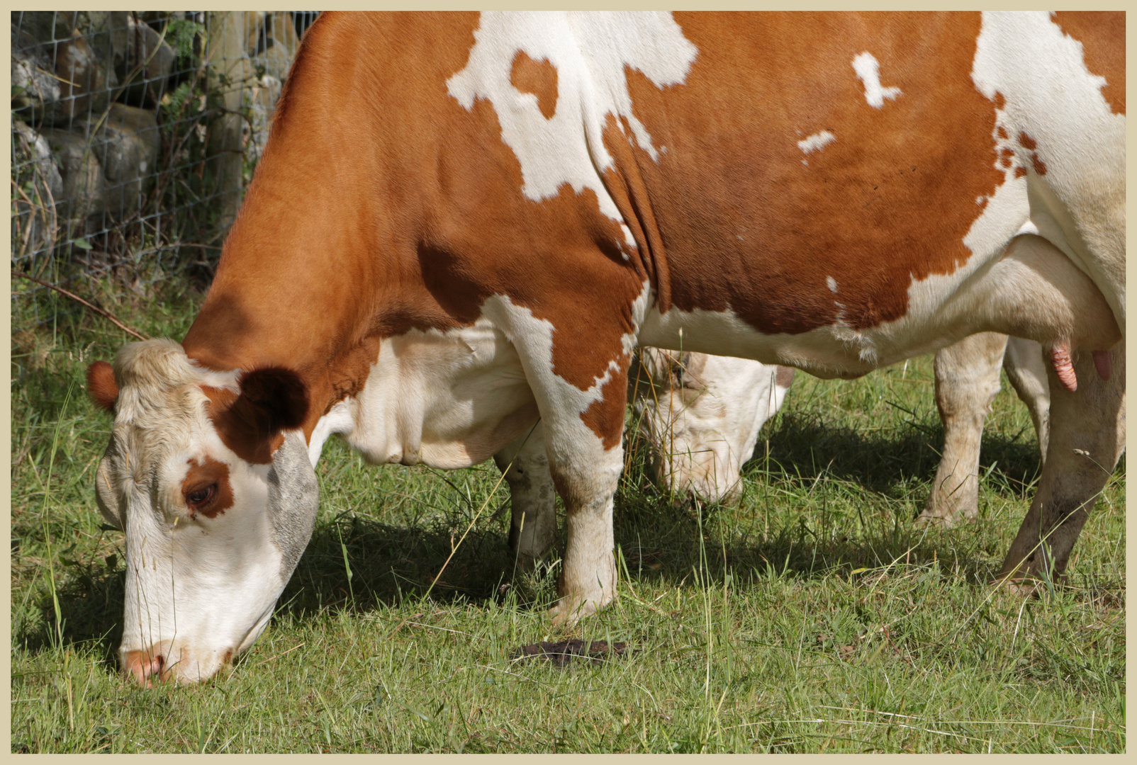 cattle in westerdale 2